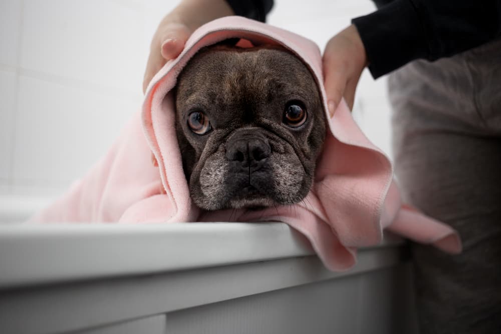 bañando un perro